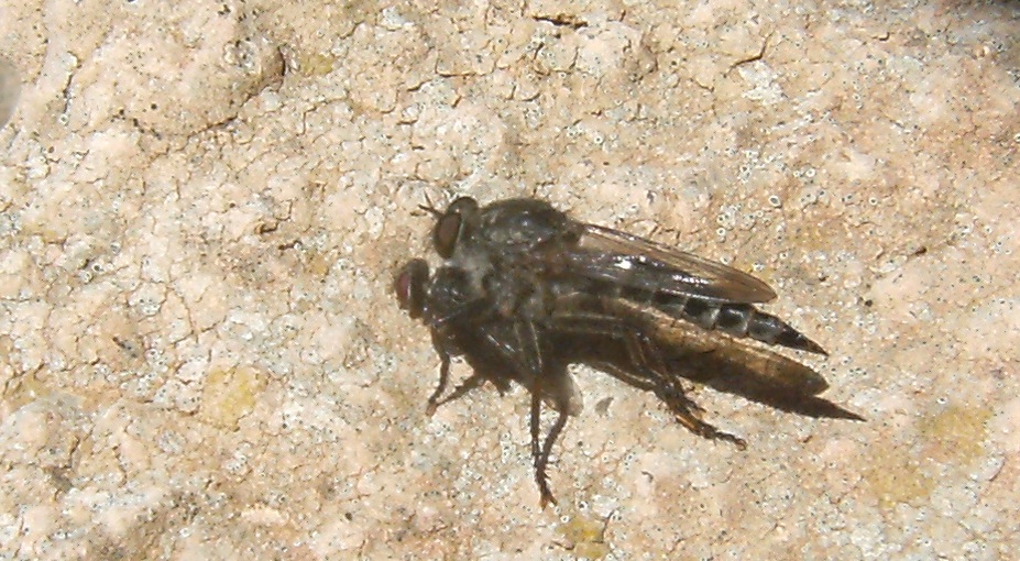 Comportamento degli Asilidae